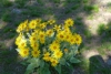 Sunflowers2009FullBloom01_s