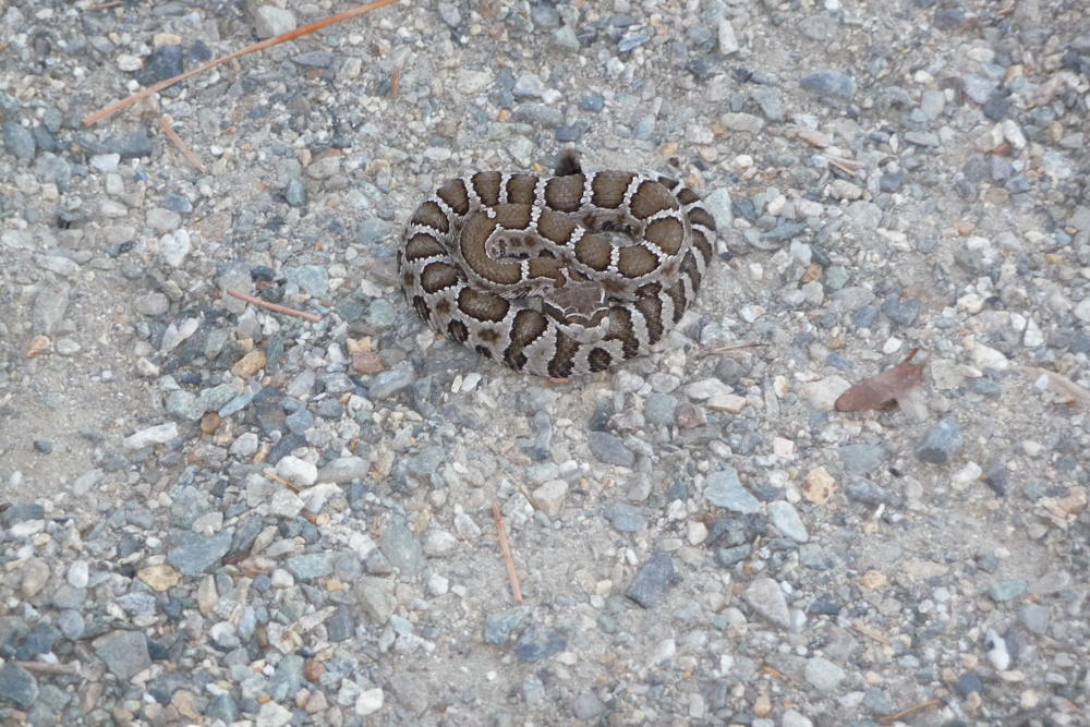 BabyRattler