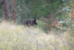 Bears2010-04