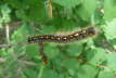 Caterpillar01