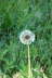 Dandelion01