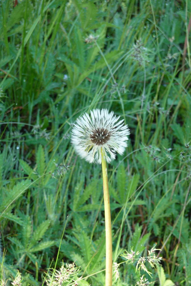 Dandelion01