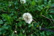 Dandelion02