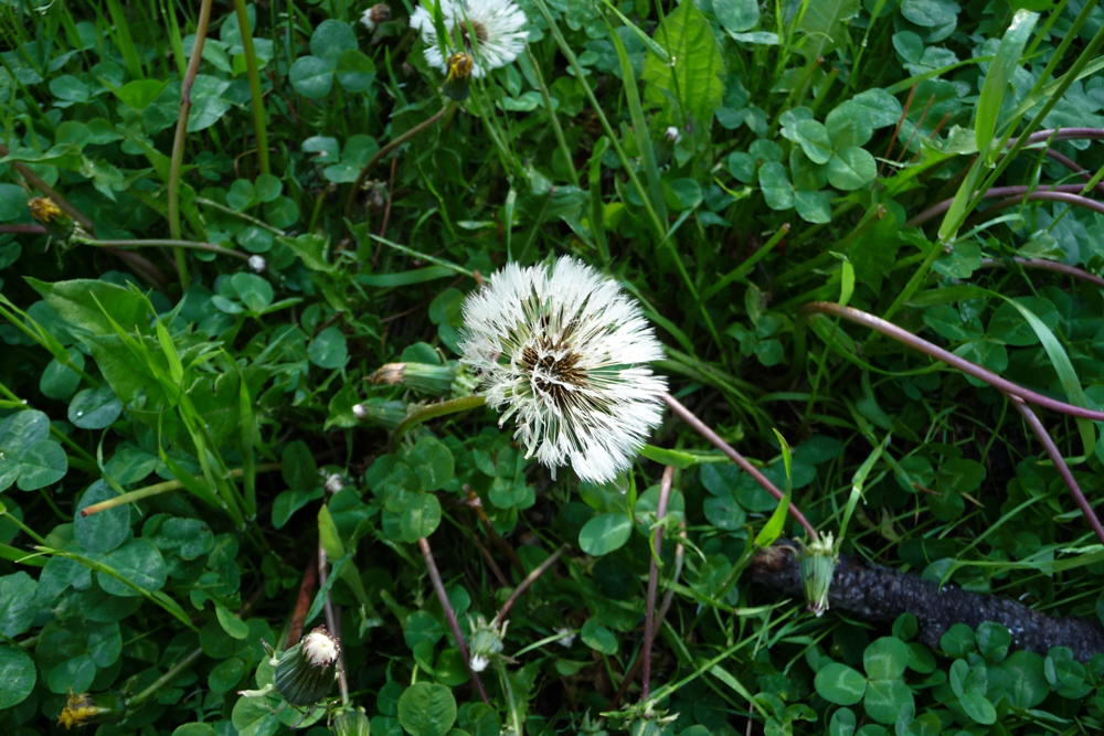 Dandelion02