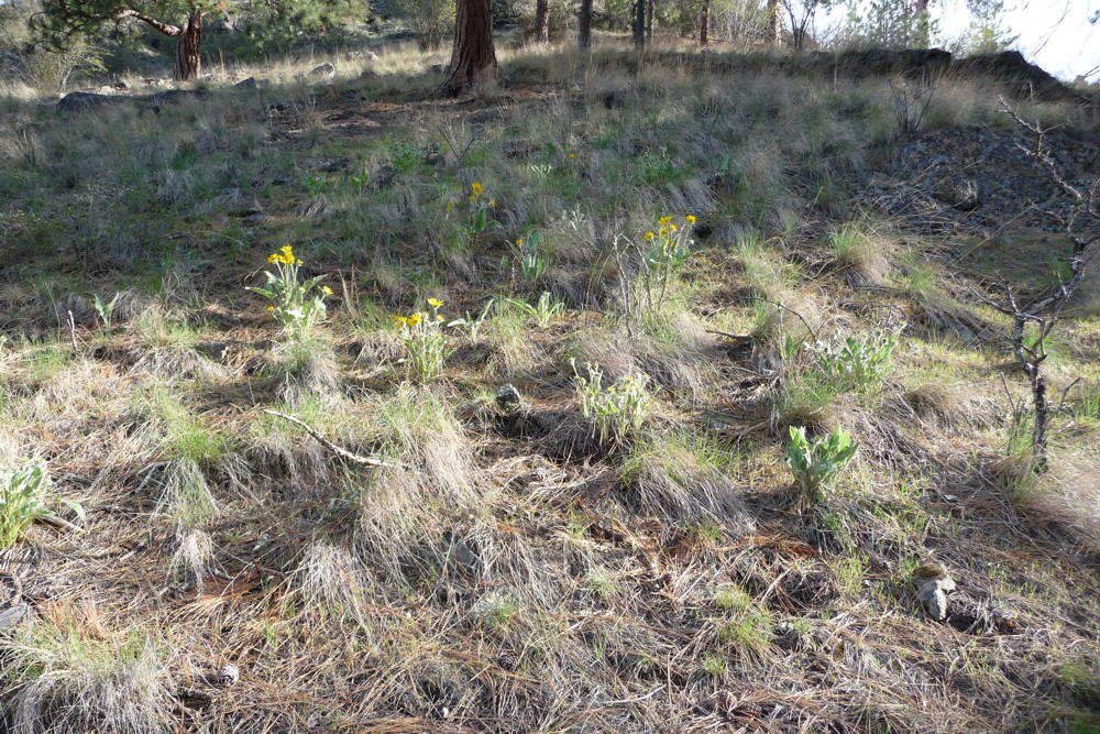 FirstSunflowers2009