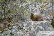 Marmot01_08