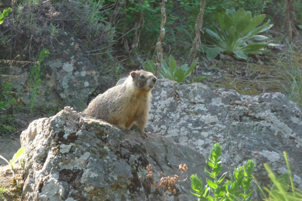 Marmot02_08