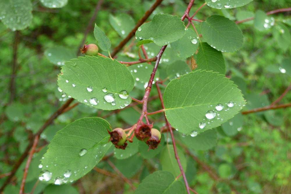 RainDropsOnLeaves