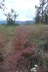 RedGrass02