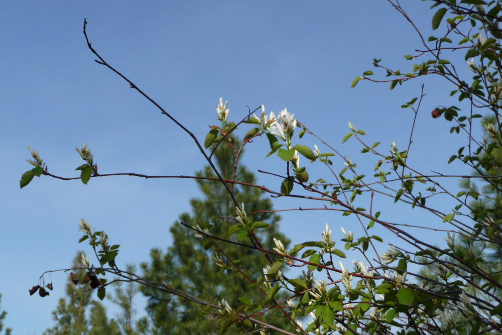 Saskatoons03