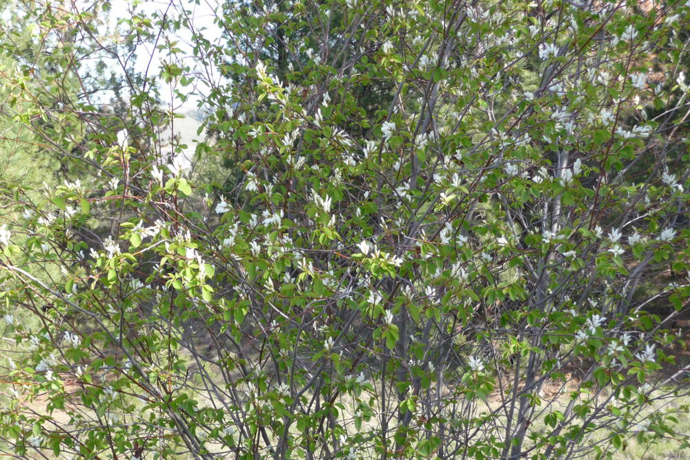 Saskatoons04