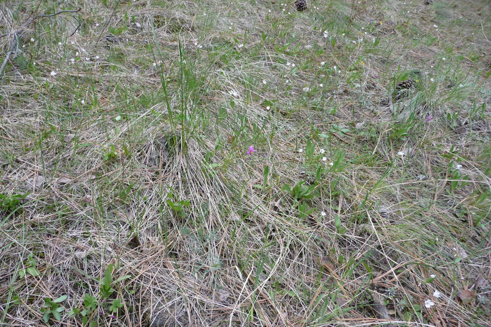 SpringFlowers01