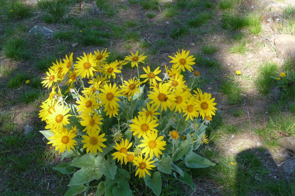 Sunflowers2009FullBloom01