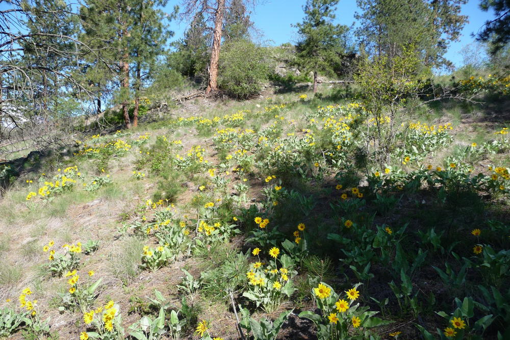 Sunflowers2009FullBloom02