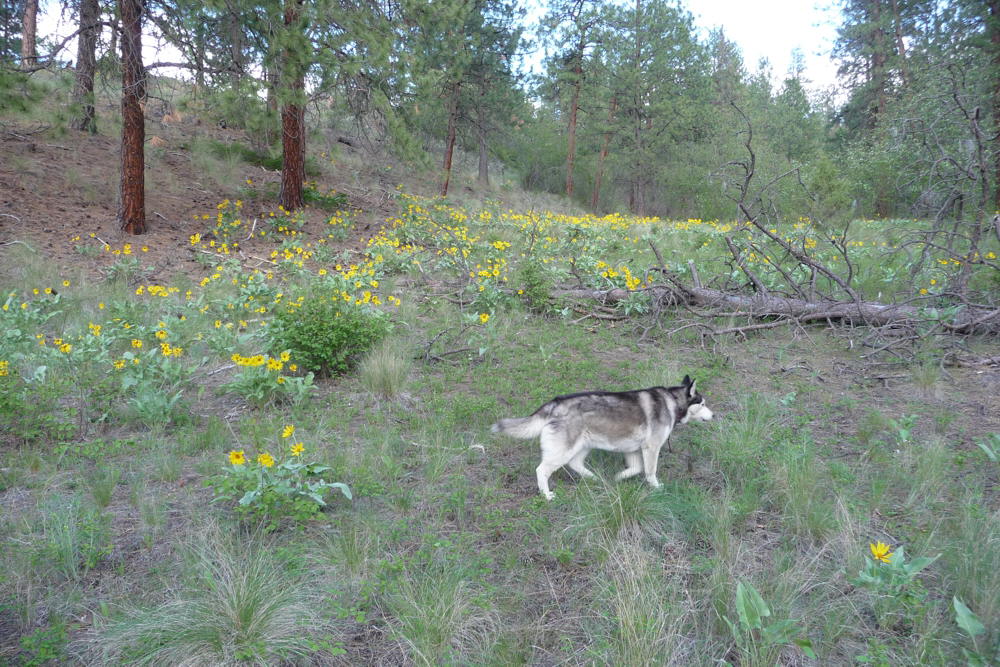 Sunflowers2010Duchess01