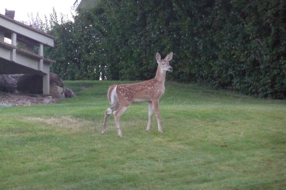 WhiteTailDeer01