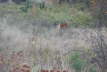 WhiteTailDeer03