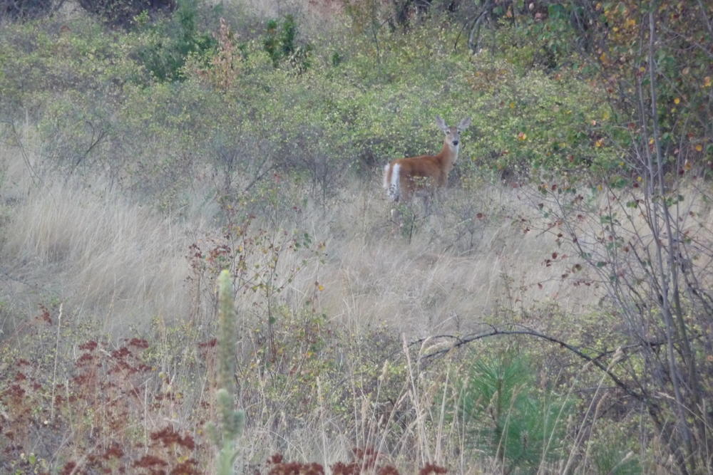 WhiteTailDeer03