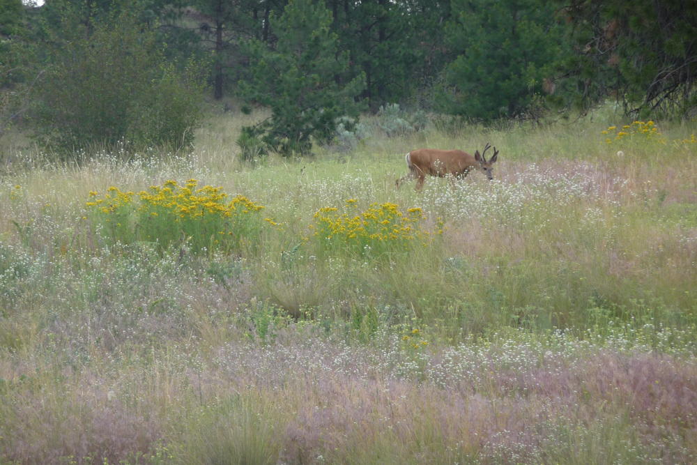 WhiteTailStag01