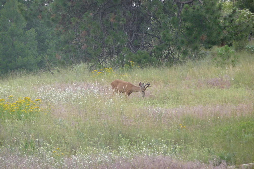 WhiteTailStag02
