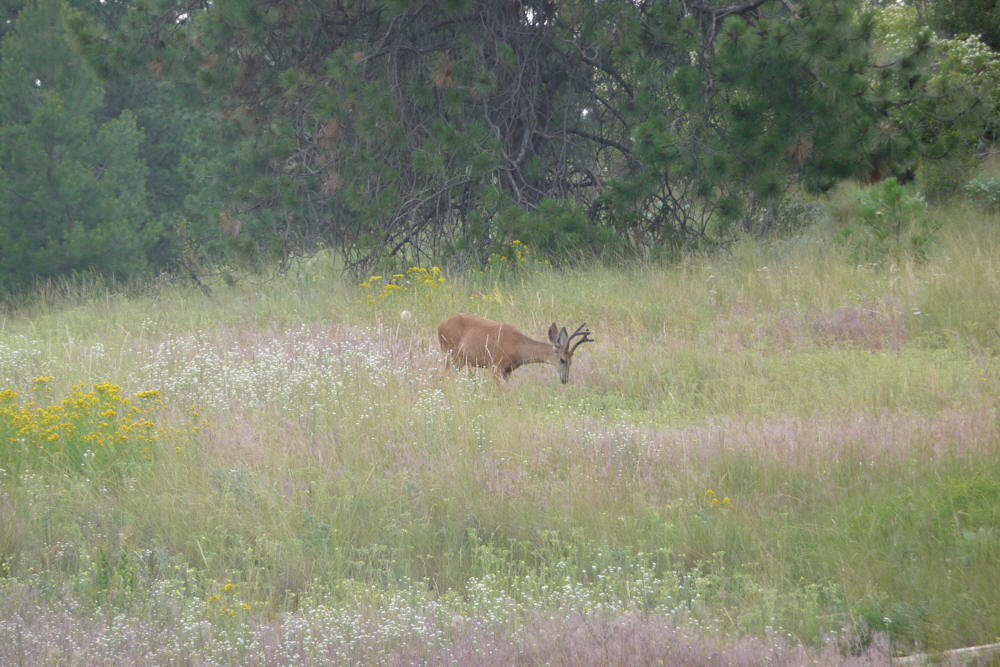 WhiteTailStag02