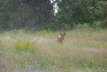 WhiteTailStag04