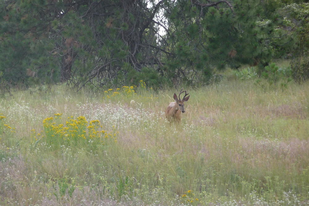 WhiteTailStag04