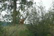 WhiteTailStag09